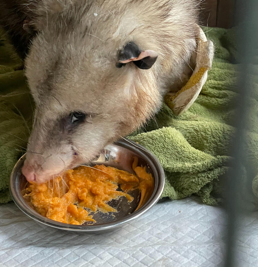 Im on a special diet, I broke my jaw :-( Im on a special diet, I broke my jaw :-(