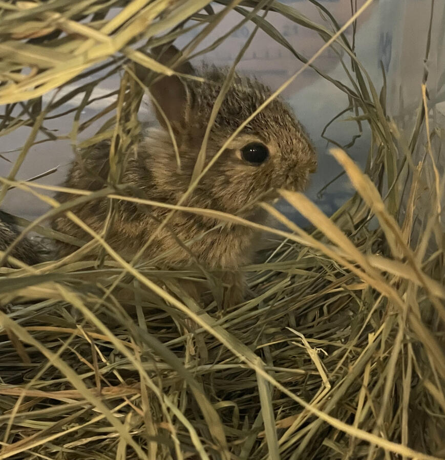 Here comes baby Cottontail! Here comes baby Cottontail!
