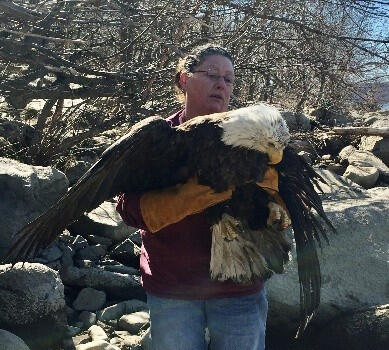 Trish with Bald Eagle