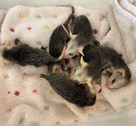 BabyOpossums